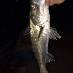 岸和田でバチ抜けシーバス最大50センチまでを5匹キャッチ