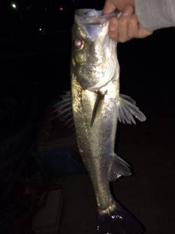 岸和田でバチ抜けシーバス最大50センチまで…