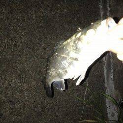 大阪南港バチ抜けシーバスにトライ、その後浜寺水路でもキビレ!