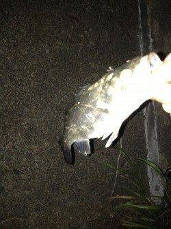 大阪南港バチ抜けシーバスにトライ、その後浜寺水路でもキビレ!