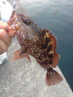 有田の逢井までガシラを狙いに行ってきました