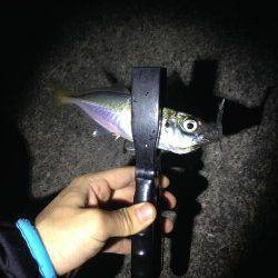 海南エリアでアジング〜ランガンしまくりパラパラ釣れました