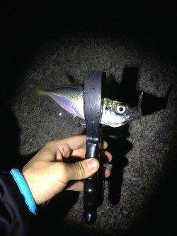 海南エリアでアジング〜ランガンしまくりパラパラ釣れました