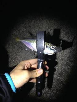 海南エリアでアジング〜ランガンしまくりパラ…