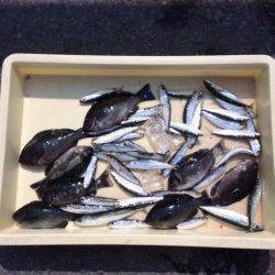 マリーナシティ海釣り公園 サビキでグレ・マイワシの釣果楽しめました♪