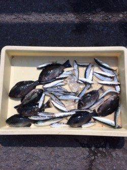 マリーナシティ海釣り公園 サビキでグレ・マイワシの釣果楽しめました♪