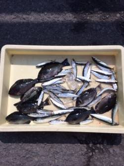 マリーナシティ海釣り公園 サビキでグレ・マ…