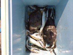 和歌山マリーナシティ　サビキで豆アジ・マイワシの釣果出てます