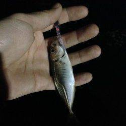 間人　家族旅行の合間にアジング釣行