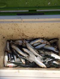 マリーナシティ海釣り公園　イワシ絶好調！！…