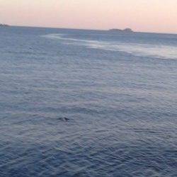 飾磨～広畑　スナメリの群れで厳しい釣果に