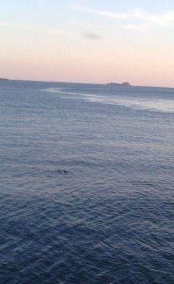 飾磨～広畑　スナメリの群れで厳しい釣果に