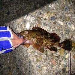 須磨　メバリング釣行で良型ガシラ☆