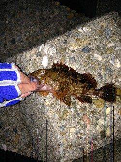 須磨　メバリング釣行で良型ガシラ☆