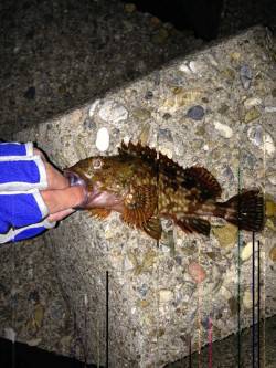 須磨　メバリング釣行で良型ガシラ☆