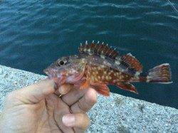 戸坂・塩津漁港　小指サイズの豆アジの中ボトムで良型ヒット