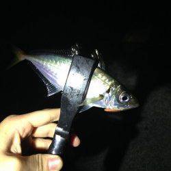 加太漁港　アジング釣行で〜19cmのアジ　早めか平日釣行がオススメ