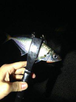 加太漁港　アジング釣行で〜19cmのアジ　早めか平日釣行がオススメ