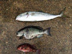 竹野にて早朝のカゴ釣り〜ツバス・グレ・ガシラ