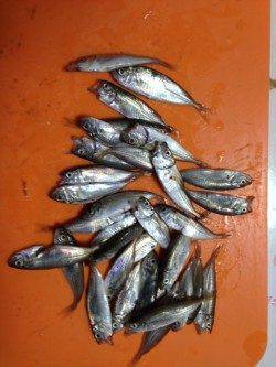 豆アジ専門の仕掛けで釣果UP！ 須磨のサビキ釣りで豆アジ