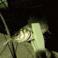 岸和田シーバス〜アタリ少なくなりバチ抜けも終盤か・・・