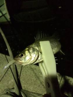 岸和田シーバス〜アタリ少なくなりバチ抜けも…