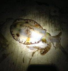 小島周辺 エギングでアオリイカの釣果