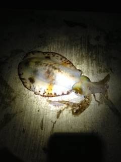 小島周辺 エギングでアオリイカの釣果
