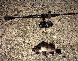 江井ヶ島メバリング〜メバルの引きを楽しめました