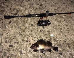 江井ヶ島メバリング〜メバルの引きを楽しめま…