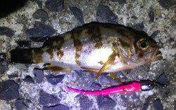 福良湾　メバリングでメバル〜15cm8尾　アジの姿も