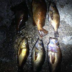 明石港にて胴付でアブラメ・ガシラ、日没後はメバル狙いで浮き釣り