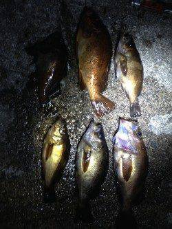 明石港にて胴付でアブラメ・ガシラ、日没後はメバル狙いで浮き釣り