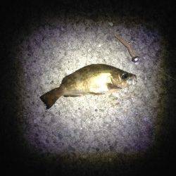 鯵を求め岬町付近をランガンするも・・・泉南でメバルのみでした