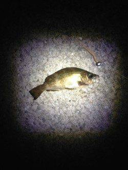 鯵を求め岬町付近をランガンするも・・・泉南でメバルのみでした