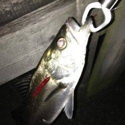 大阪南港でバチ抜けシーバス5投で2尾ゲット！ SLKで47㎝のキビレも♪