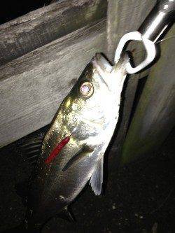 大阪南港でバチ抜けシーバス5投で2尾ゲット！ SLKで47㎝のキビレも♪