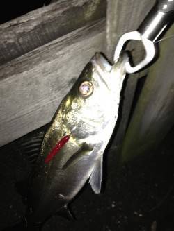 大阪南港でバチ抜けシーバス5投で2尾ゲット…