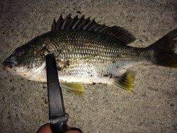 ライトタックルでキビレ4枚、住吉川河口付近での釣果