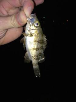 鳥取ノ荘メバリング、湾内でライズが多く2~…