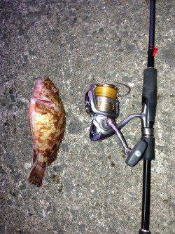 北港魚つり公園 胴付とジグヘッドでガシラのアタリ出続けました