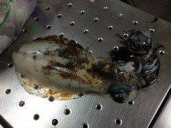 田ノ浦でカゴ釣り&エギング〜グレ・ウマヅラ・アオリイカ