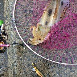 雑賀崎エギングでアオリイカ、ベイトが豊富でアジカラーをセレクト