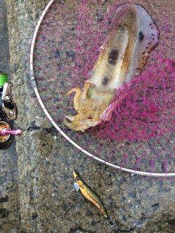 雑賀崎エギングでアオリイカ、ベイトが豊富でアジカラーをセレクト