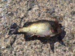 和歌山北港魚つり公園 カゴ釣りでチャリコ・メバル・ウマヅラハギ