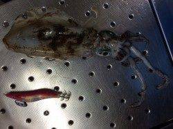 加太でアオリイカ調査。澄み潮でピンク/マーブルに乗りました♪