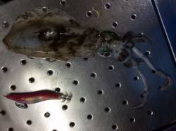 加太でアオリイカ調査。澄み潮でピンク/マー…