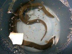 紀ノ川河口、今年初のウナギ釣りに行ってきました