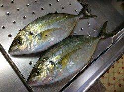 白浜周辺でのシマアジ釣果