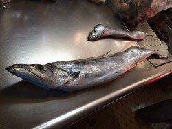 北港魚つり公園 のませ釣りで上がってきたのはカンパチでした！